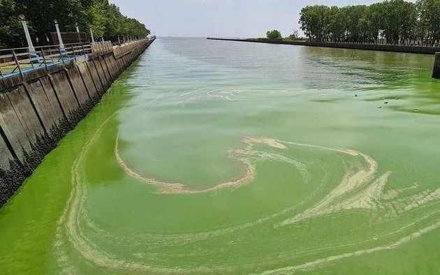 ALERTA ROJO POR LA PRESENCIA DE CIANOBACTERIAS